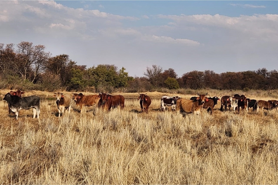 0 Bedroom Property for Sale in Klerksdorp Rural North West